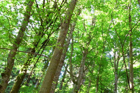 Nachhaltigkeit Wälder von Schreinerei FÄTH